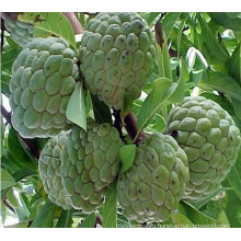 Природный экстракт Graviola Extract / Sweetsop Extract (XT-FL441)